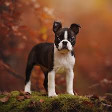 Placing puppies in pa, nj, ny, md, de and dc since 1973! 1 Boston Terrier Puppies For Sale In New York Uptown