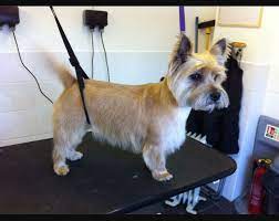 Cairn Terrier Cairn Terrier Cairn Terrier Puppies Terrier