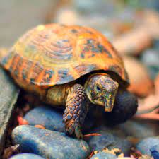 Russian Tortoise Facts Diet Habitat Pictures On Animalia Bio