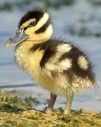 Black And Yellow Duckling Pin Ot Polzovatelya Katheryne Keating Na Doske Black Bellied Whistling Duck