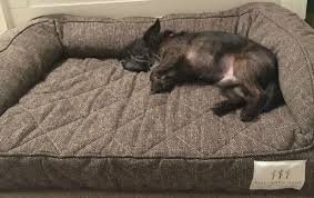 Maybe you would like to learn more about one of these? Best Pet Beds For Medium And Large Dogs Adventures Of Kids Creative Chaos