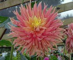 Pin On Aas Giant Dahlias Mixed Form