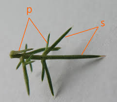 Image result for Ulex