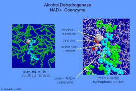 Enzyme Cofactors