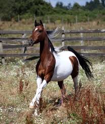 Black And White Paint Horses For Sale In Texas Tri Color Paint Horses For Sale Pets For U Horses Most Beautiful Horses Horses For Sale