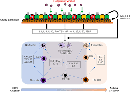 Bunga aura comuniti on hk jumat prediksi hongko; Frontiers Respiratory Viral Infections In Exacerbation Of Chronic Airway Inflammatory Diseases Novel Mechanisms And Insights From The Upper Airway Epithelium Cell And Developmental Biology