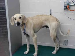 Black And Tan Coonhound Rescue Texas Pin On Dogs For Adoption