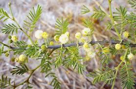 Image result for Acacia hebeclada