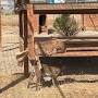 Profile Picture of Bobcats Mandy and Gidget... - Safe Haven Wildlife Sanctuary - Facebook (@facebook.com) on Google
