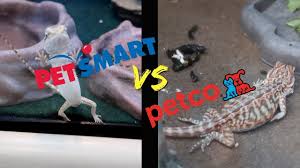 We did not find results for: Petsmart Vs Petco Who Has Better Reptile Care Youtube