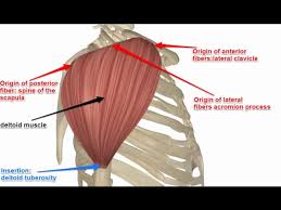 Supraspinatus, infraspinatus, ters minor,.et), using interactive animations and labeled diagrams. Two Minutes Of Anatomy Deltoid Muscle Youtube
