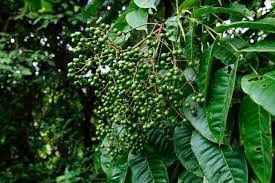 Image result for Zanthoxylum sp. A