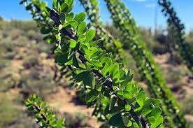 Materials listed will make a complete set of 4. The Ocotillo Plant Guzman S Greenhouse