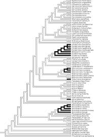 Image result for Amaranthus praetermissus