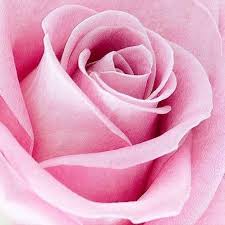 Pin By Tao Happy On Pink Beautiful Roses Pink Flowers Rose Flower