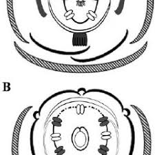 Image result for Polygala usafuensis