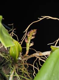 Image result for Bulbophyllum scaberulum