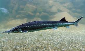 It can be caught at otto's grotto or mount quidamortem with a barbarian rod and suitable bait after starting barbarian. Little Fish Big Deal Baby Sturgeon Offers Hope For The Future