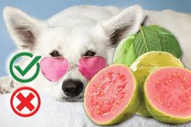Maybe you would like to learn more about one of these? Can Dogs Eat Guava Reasons To Avoid This Fruit The Pet Guide Home