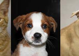 Our goal and mission at the spca of texas is to provide every animal exceptional care and a please browse our available animals and visit spca.org/dogadopt to inquire about a dog. Available Pets Spca Of Martinsville And Henry County