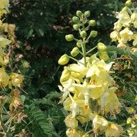 Image result for Caesalpinia decapetala