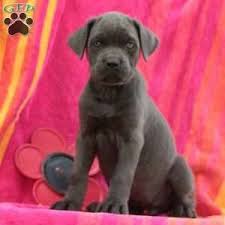 8 dog de bordeaux/ cane corso puppies for sale 4 male 4 female, parents on site 6 weeks old right now, will come vet checked and. Cane Corso Puppies For Sale Cane Corso Dog Breed Info Greenfield Puppies Cane Corso Puppies Cane Corso Italian Mastiff Puppies
