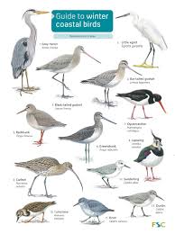 Guide To Winter Coastal Birds Identification Chart By
