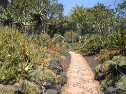 Image result for Aloe aculeata × globuligemma