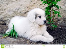 Son caractère peu obéissant exige une … Welpen Grosse Pyrenaen Hund Stockbild Bild Von Hund Aufmerksam 71977385