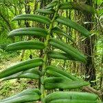 Image result for Calyptrochilum