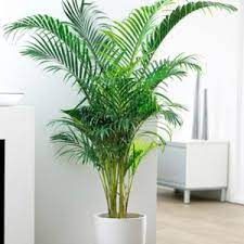 Check spelling or type a new query. 9 Best Indoor Palms In India Palms For Your Homes And Offices