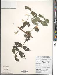 Image result for Belonophora coffeoides