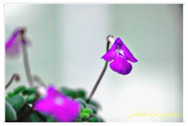 Image result for Streptocarpus hirticapsa