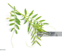 Image result for Lens culinaris