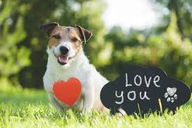 You need to know how to show your dog you love him in dog language. How To Tell If Your Dog Loves You Top 5 Signs Furbo Dog Camera Uk