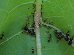 Aphids infestation can devastate your plants. Are There Spiny Aphids What Are These The Treehoppers Membracidae Family Entylia Carinata Bugguide Net