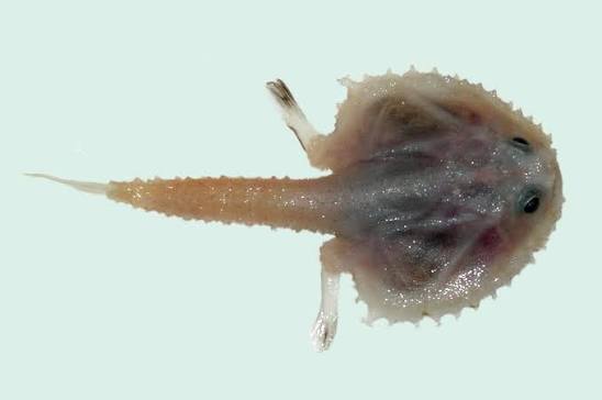 Halicmetus ruber