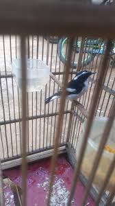 Maybe you would like to learn more about one of these? Jual Burung Decu Kembang Di Lapak Barquen Kicau Bukalapak