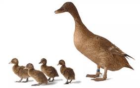 Macam Macam Perkembangbiakan Generatif Pada Hewan Contoh Dan Gambarnya