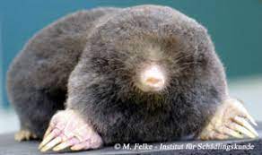 Talpa umfasst, wurde bereits im mittleren miozän (vor ca. Maulwurf Talpa Europaea Institut Fur Schadlingskunde