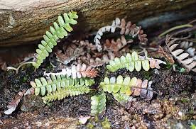 Image result for Blechnum attenuatum
