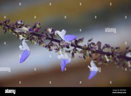 Image result for Isodon