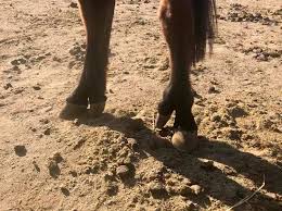 Ihr pferd hatte sich mehrmals geweigert zu springen. Pferd De Atavismus Beim Pferd Habt Ihr So Etwas Schon Facebook