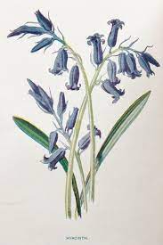Pin On Bluebells