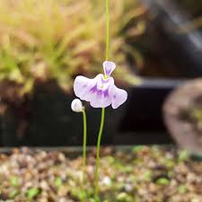 Image result for Utricularia
