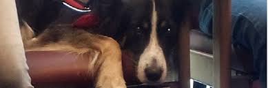 SESIÓN CON MIMO, un can diferente