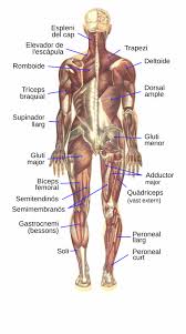There are more than 650 muscles in the human body. Bougle Human Muscular System Posterior Ca Diagram Transparent Png Download 3396551 Vippng