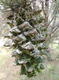 Image result for Pinus maximinoi