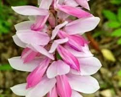 Image result for Indigofera kirkii