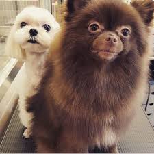 Dalgom And Kuma Asyali Guzellik Galeri